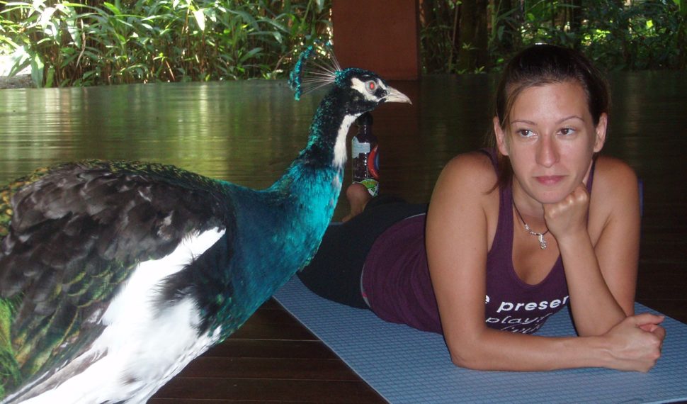 A peacock looking to join me on my mat for some yoga in Costa Rica, 2012